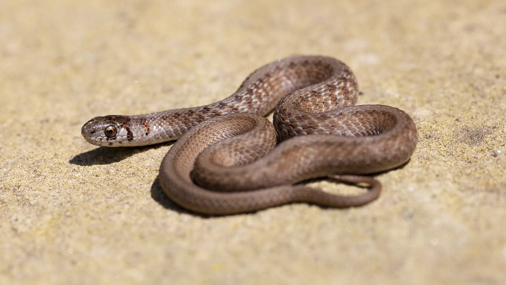 Northern Brown Snake