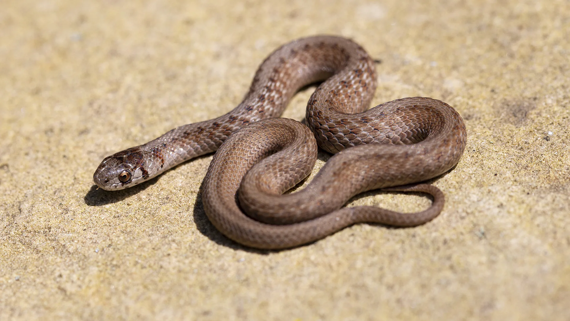 Northern Brown Snake