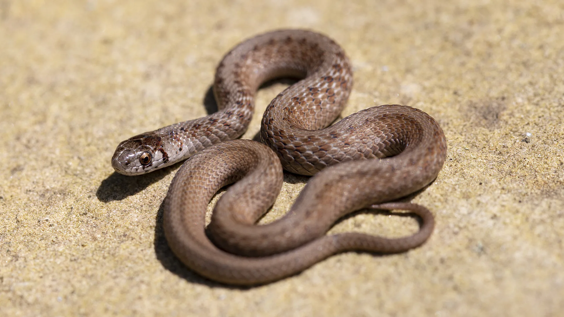Northern Brown Snake
