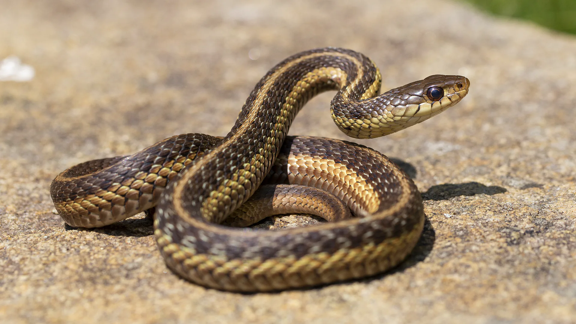 Eastern Garter Snake