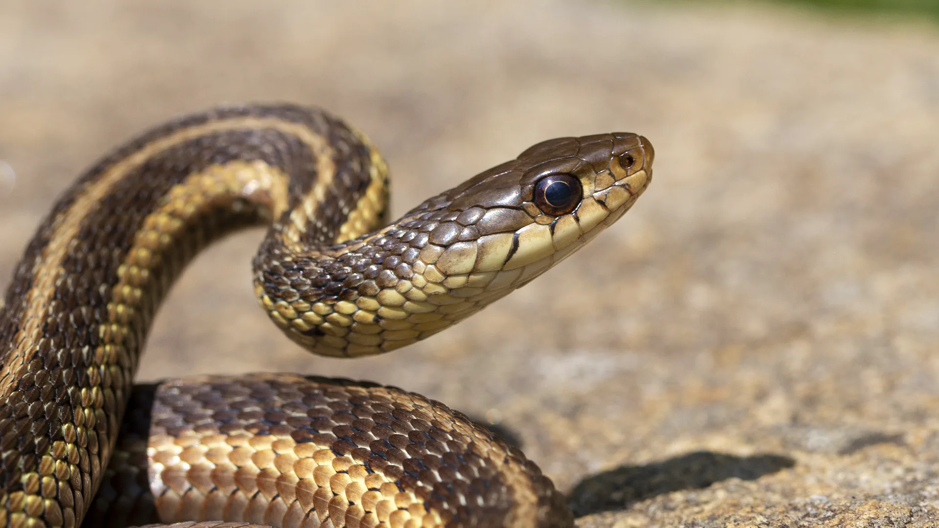 Eastern Garter Snake