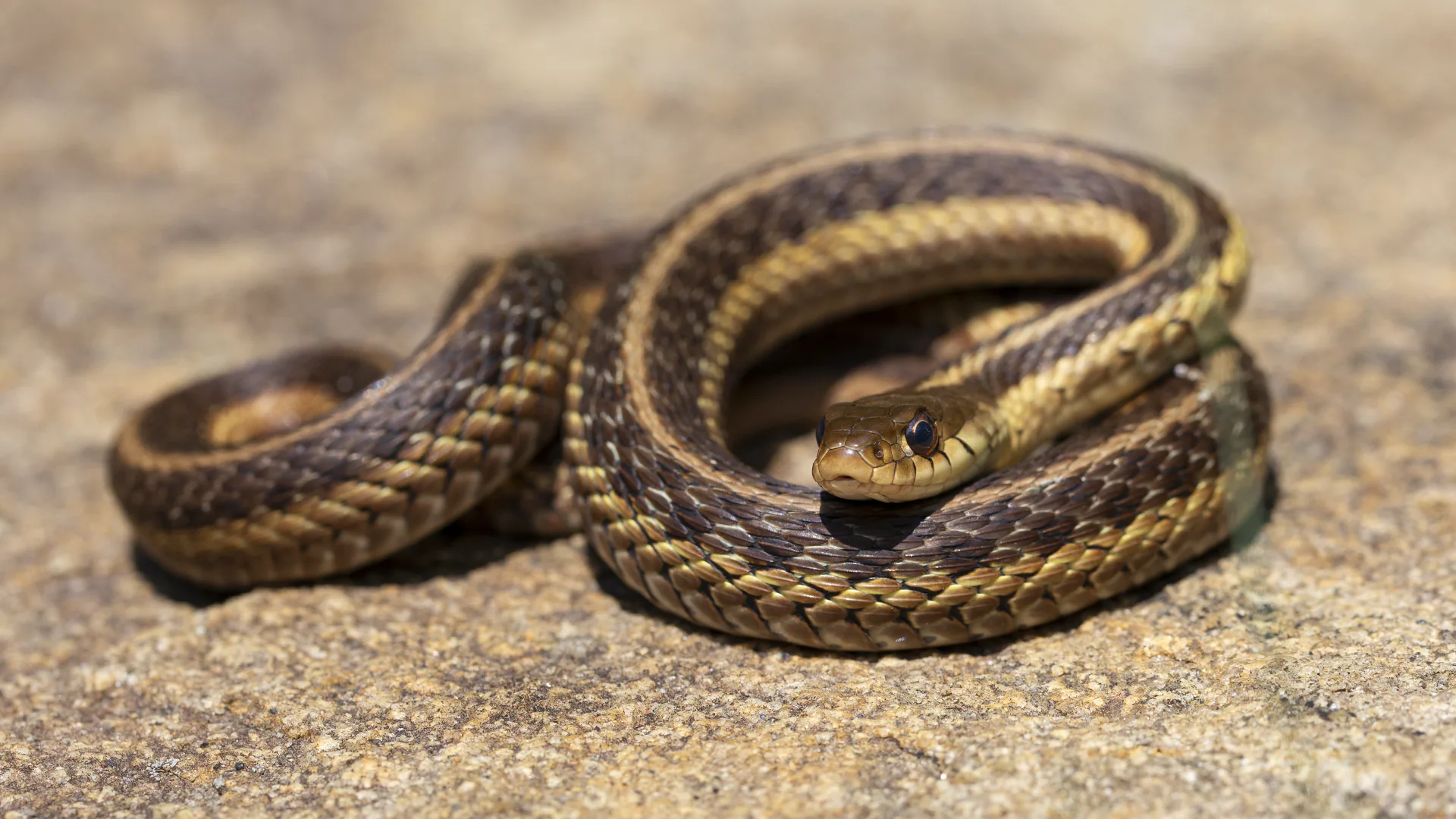 Eastern Garter Snake