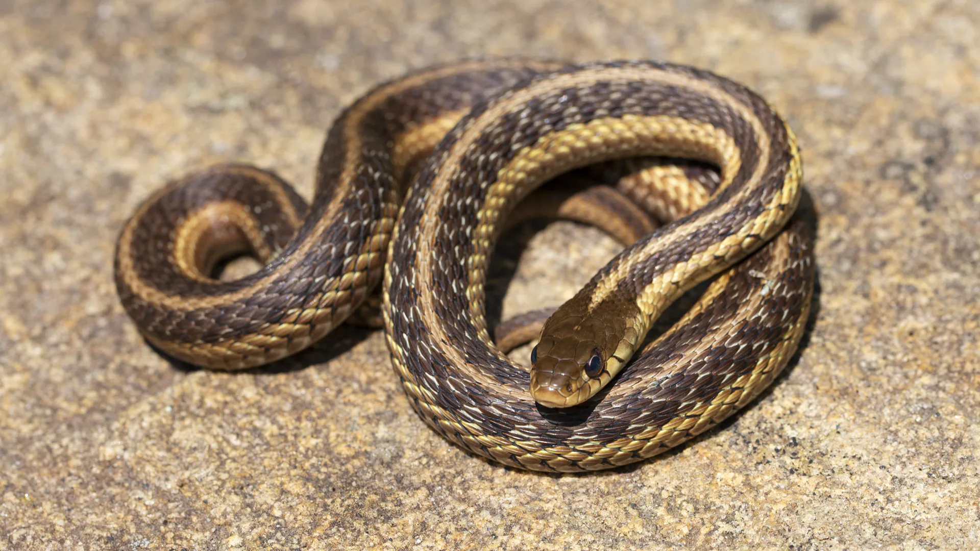 Eastern Garter Snake