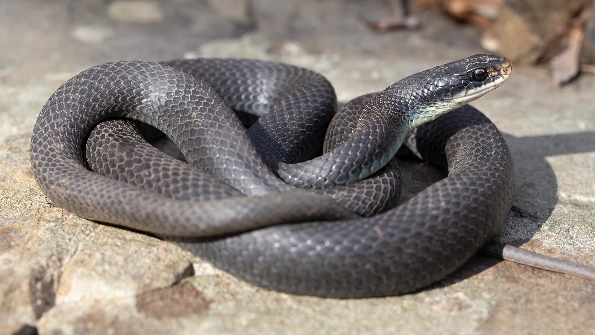 Northern Black Racer