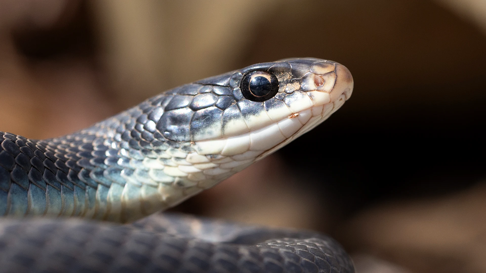 Northern Black Racer