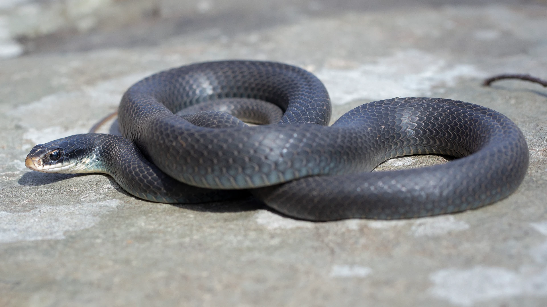 Northern Black Racer