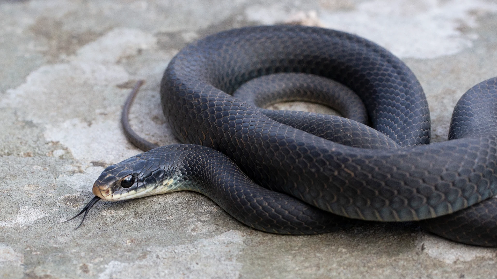 Northern Black Racer