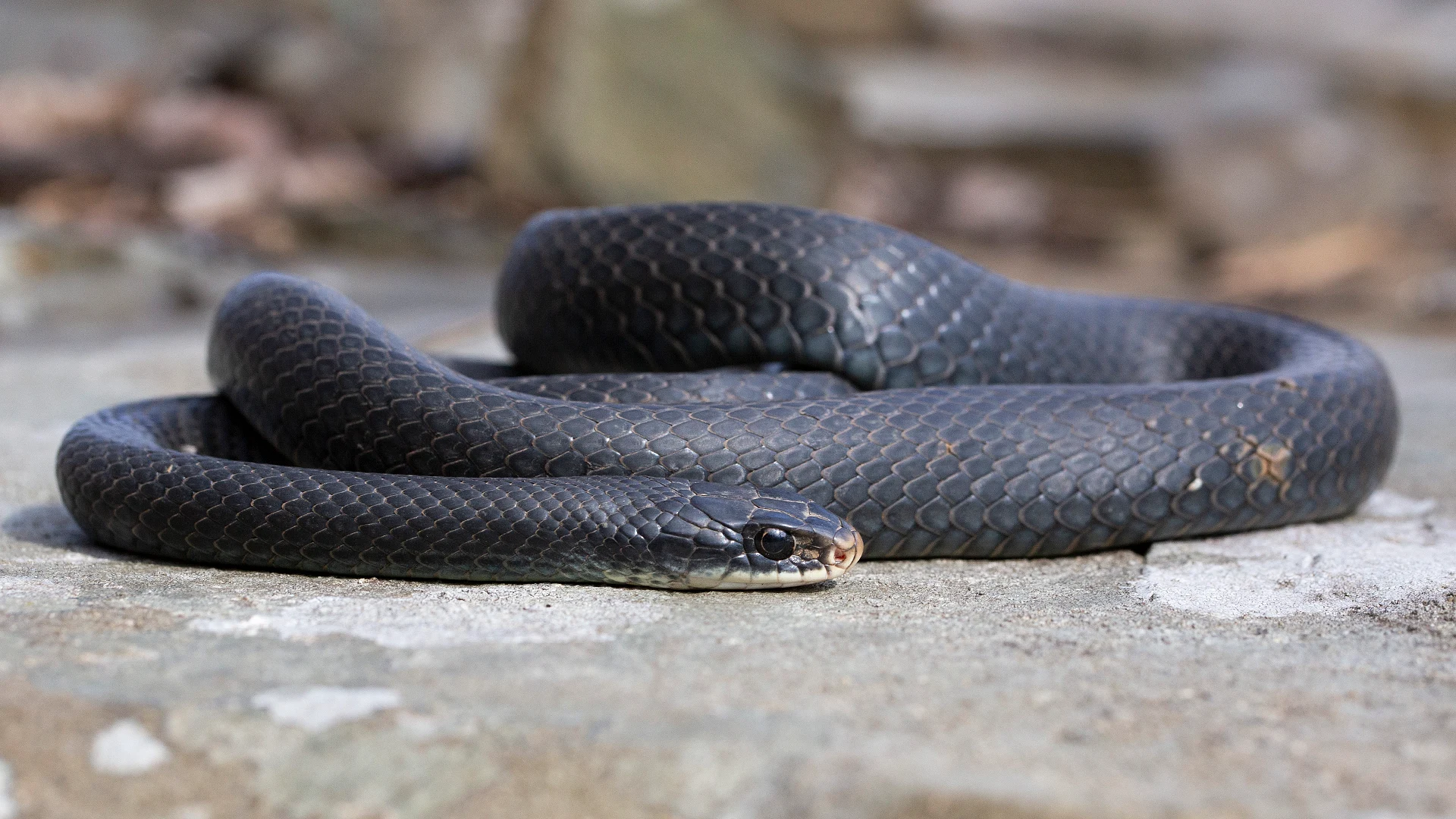 Northern Black Racer