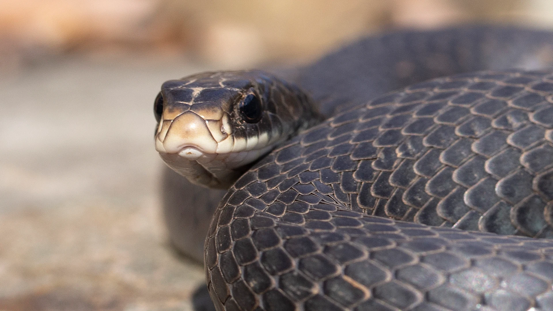 Northern Black Racer
