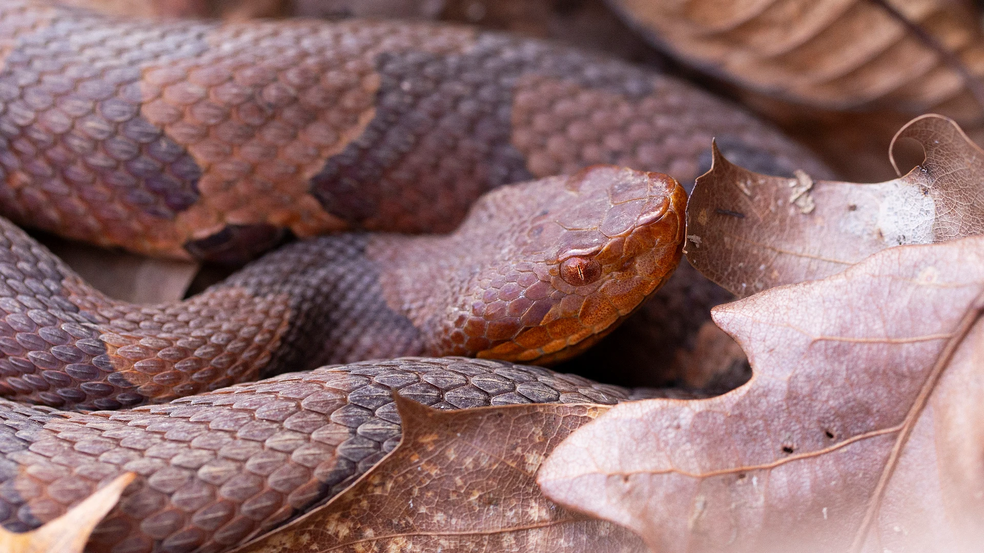 Eastern Copperhead