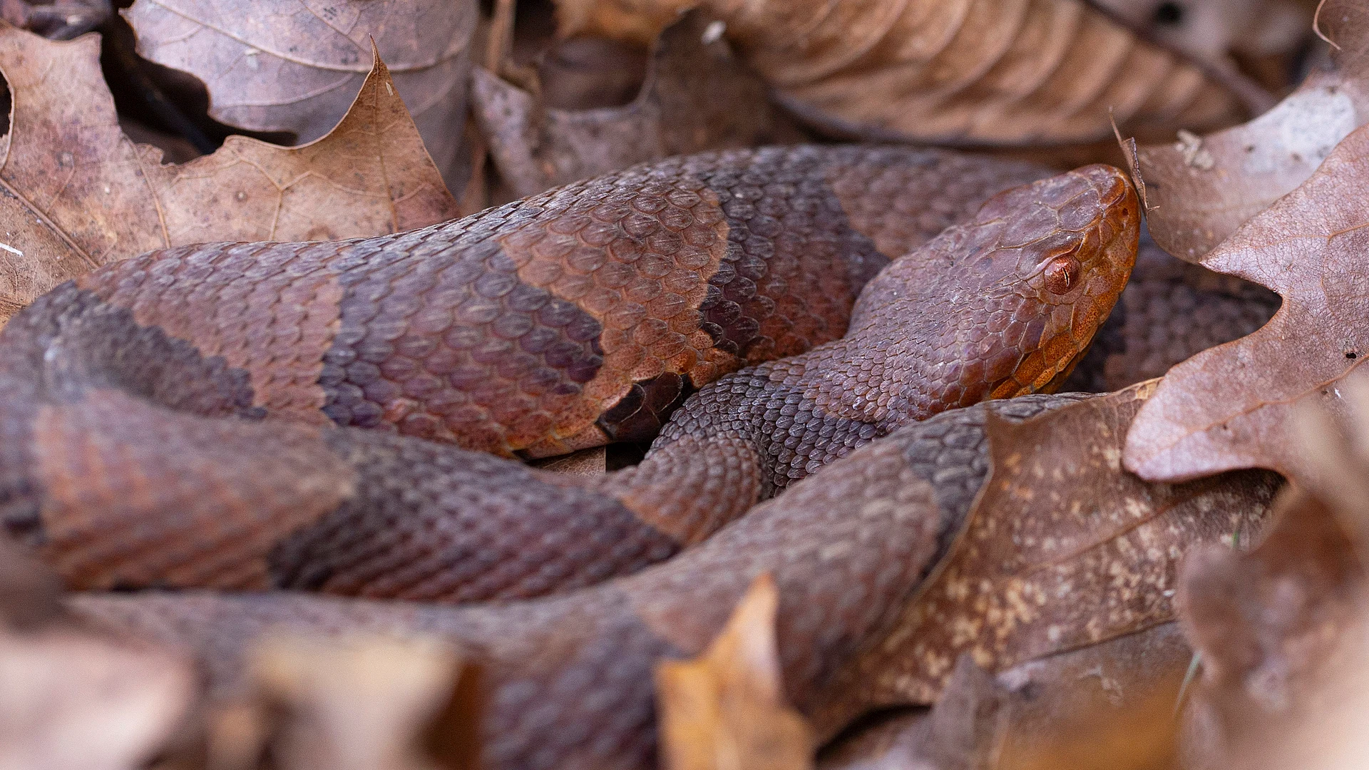 Eastern Copperhead