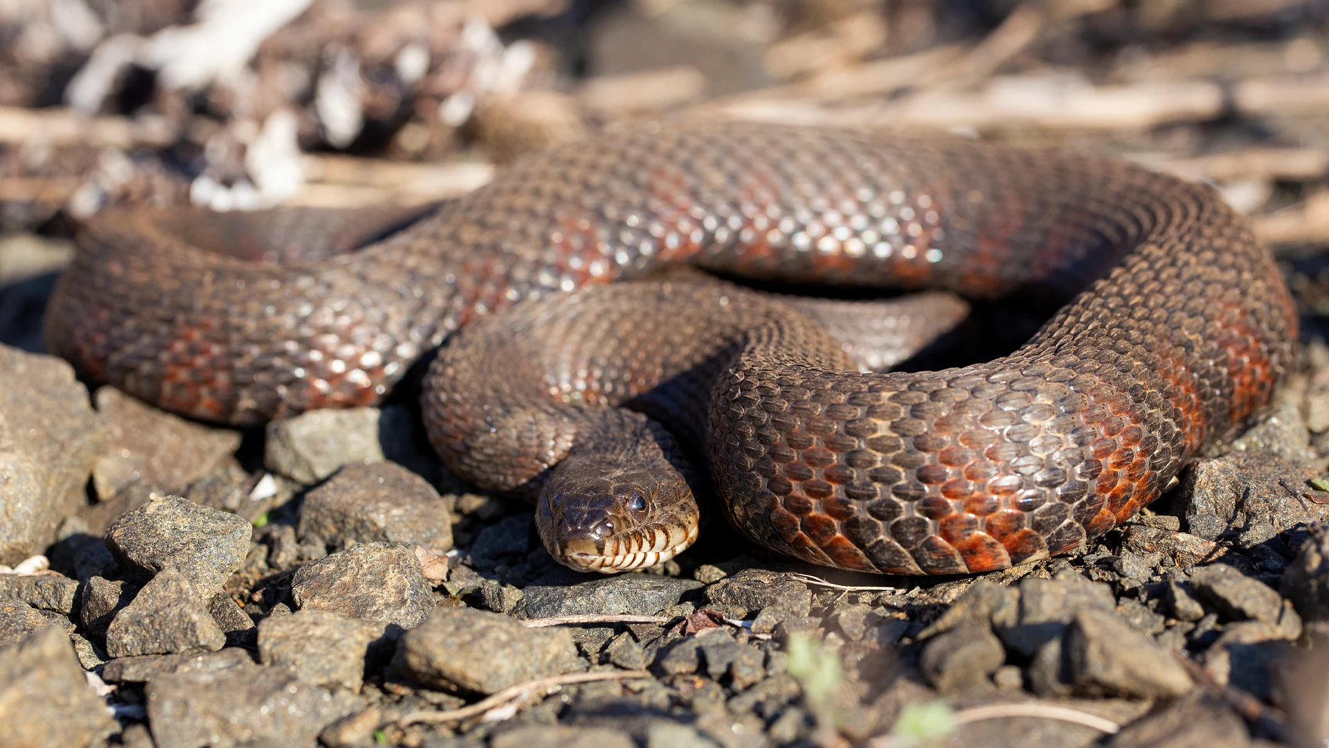 Northern Water Snake
