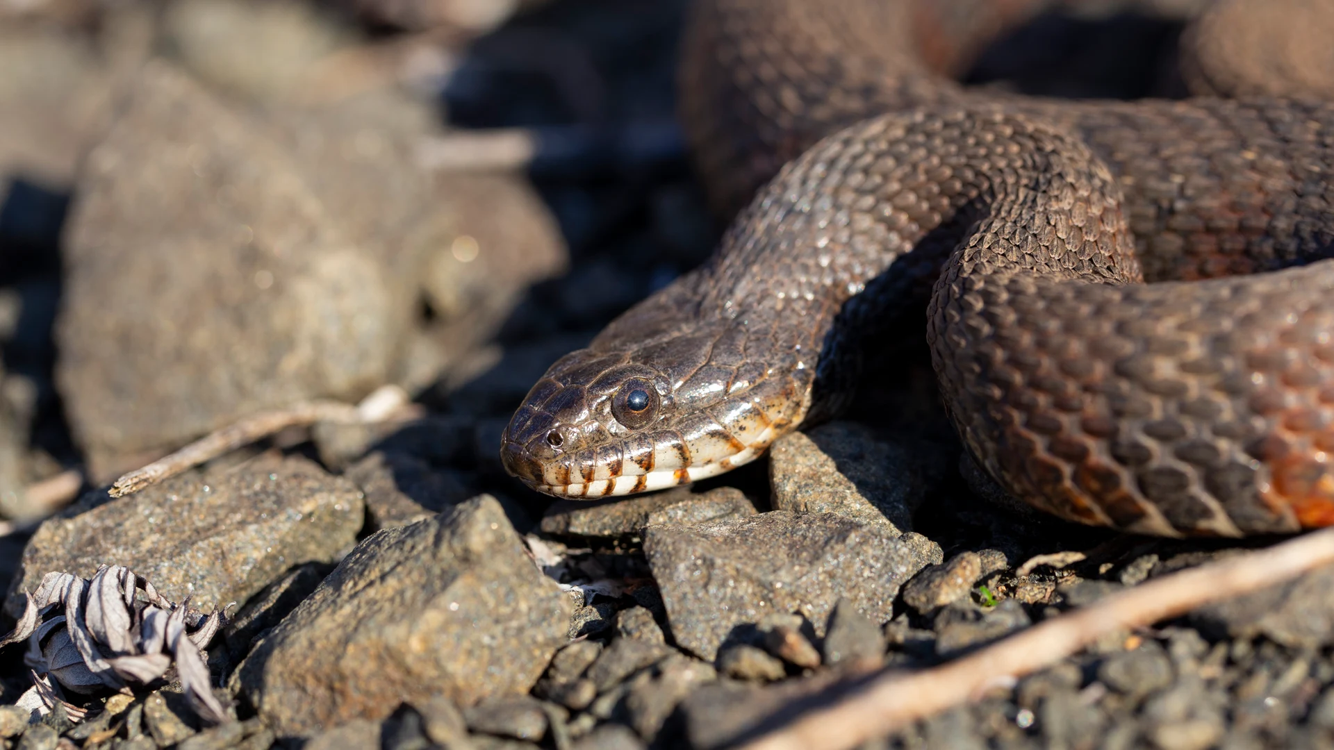 Northern Water Snake
