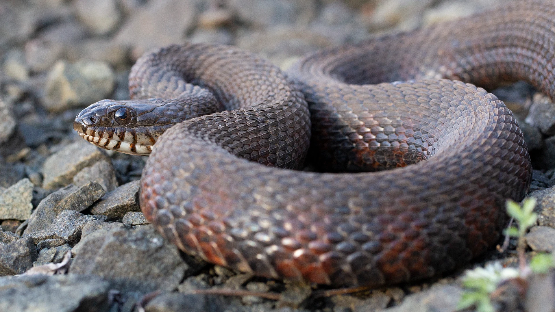 Northern Water Snake