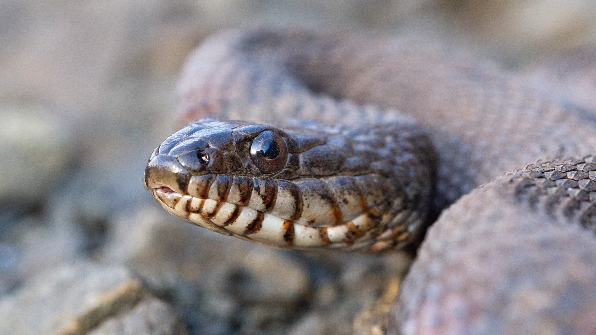 Northern Water Snake