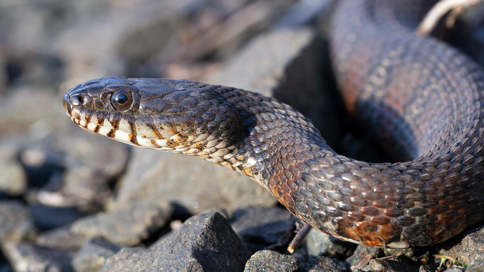 Northern Water Snake