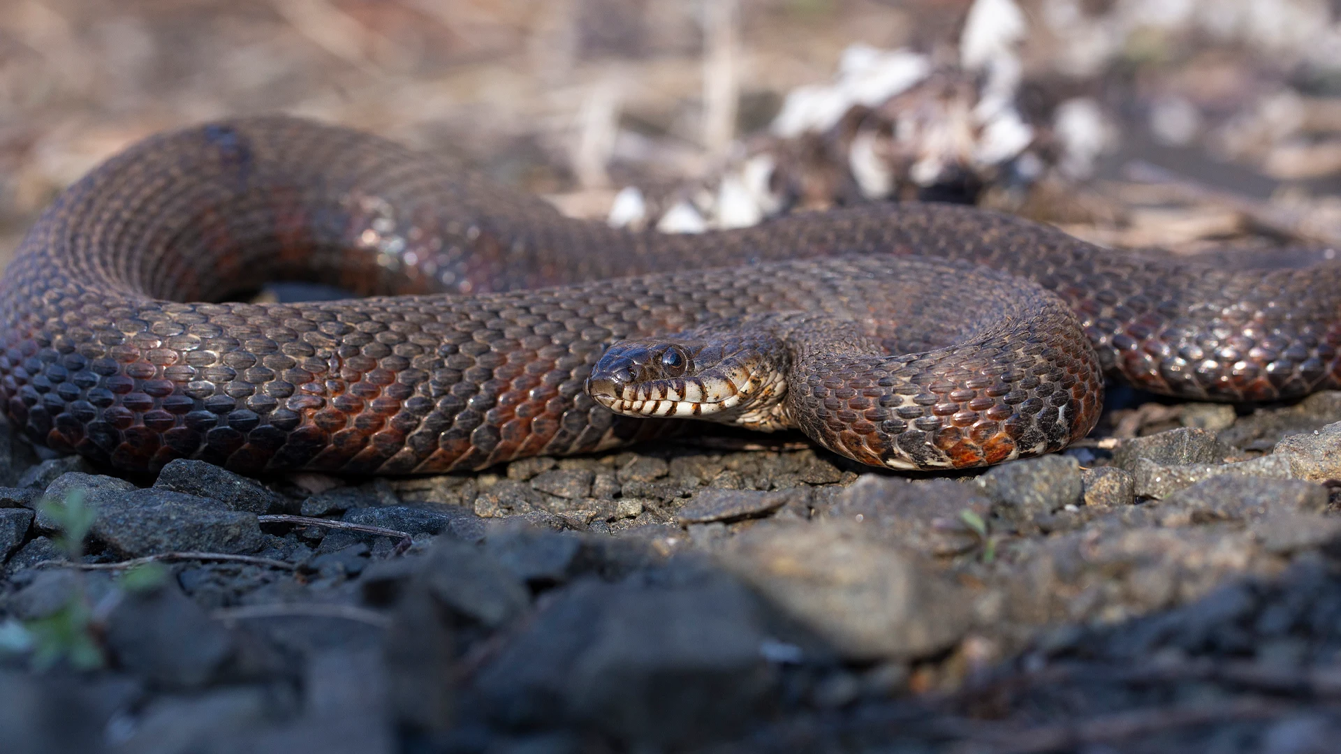Northern Water Snake