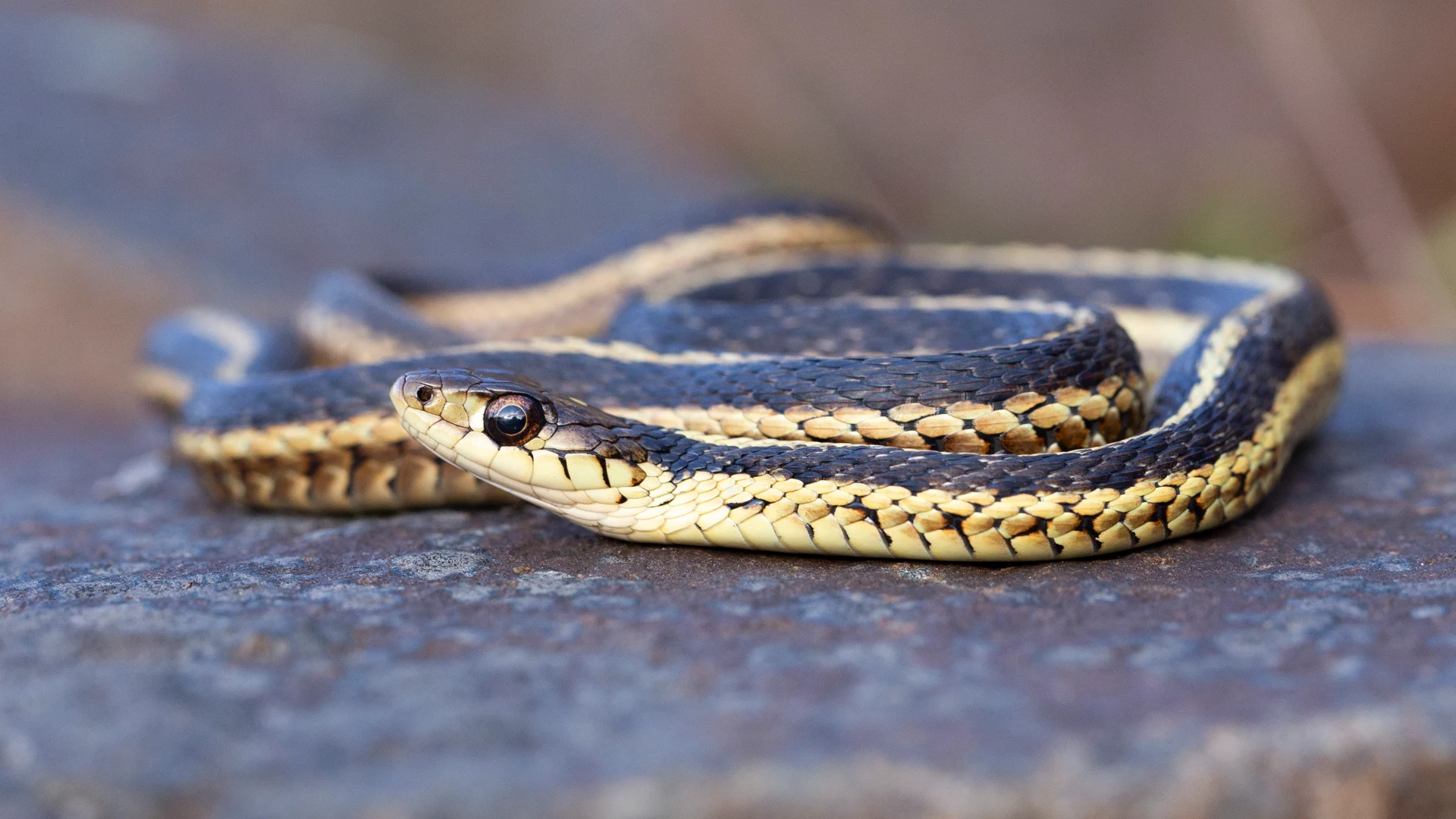 Eastern Garter Snake