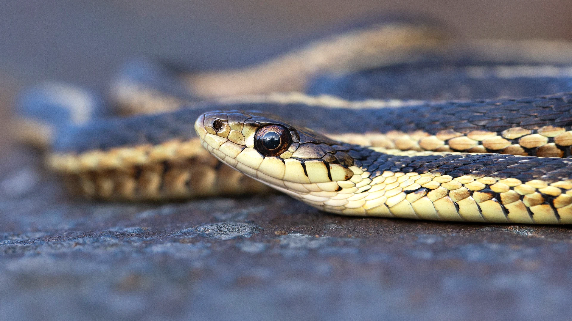 Eastern Garter Snake