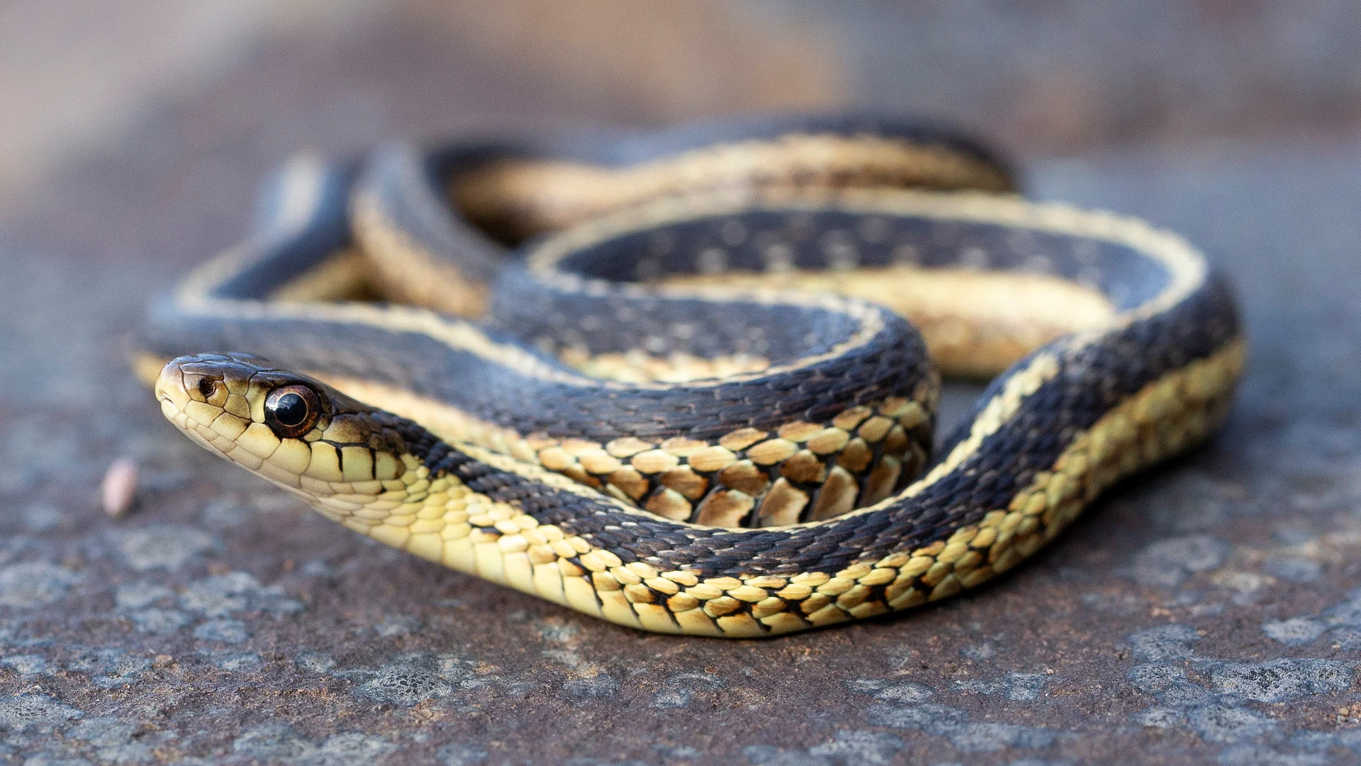 Eastern Garter Snake