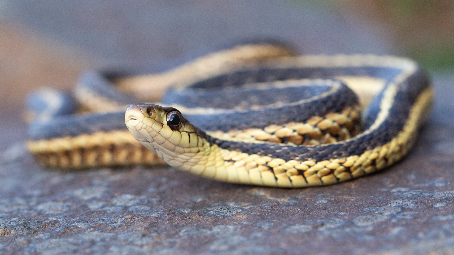 Eastern Garter Snake