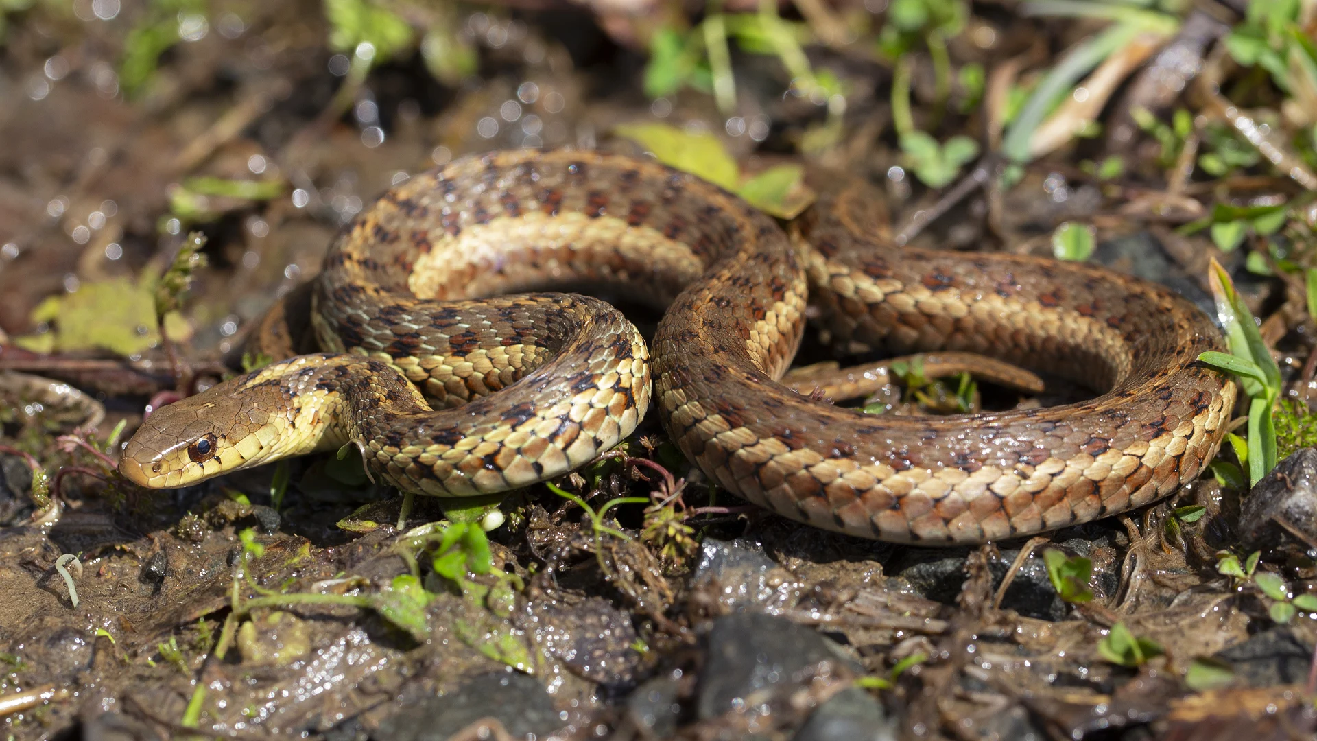 Eastern Garter Snake