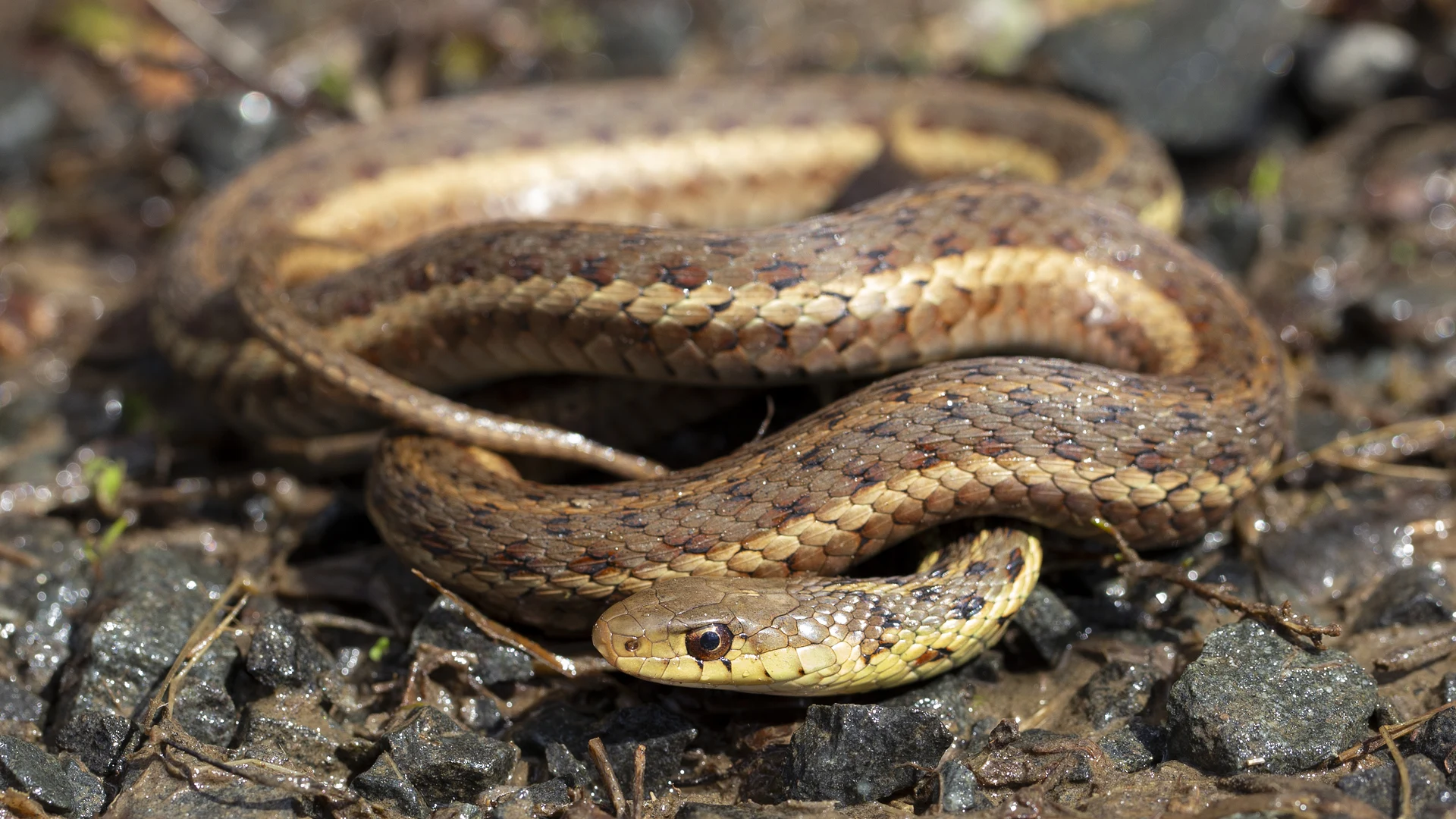 Eastern Garter Snake
