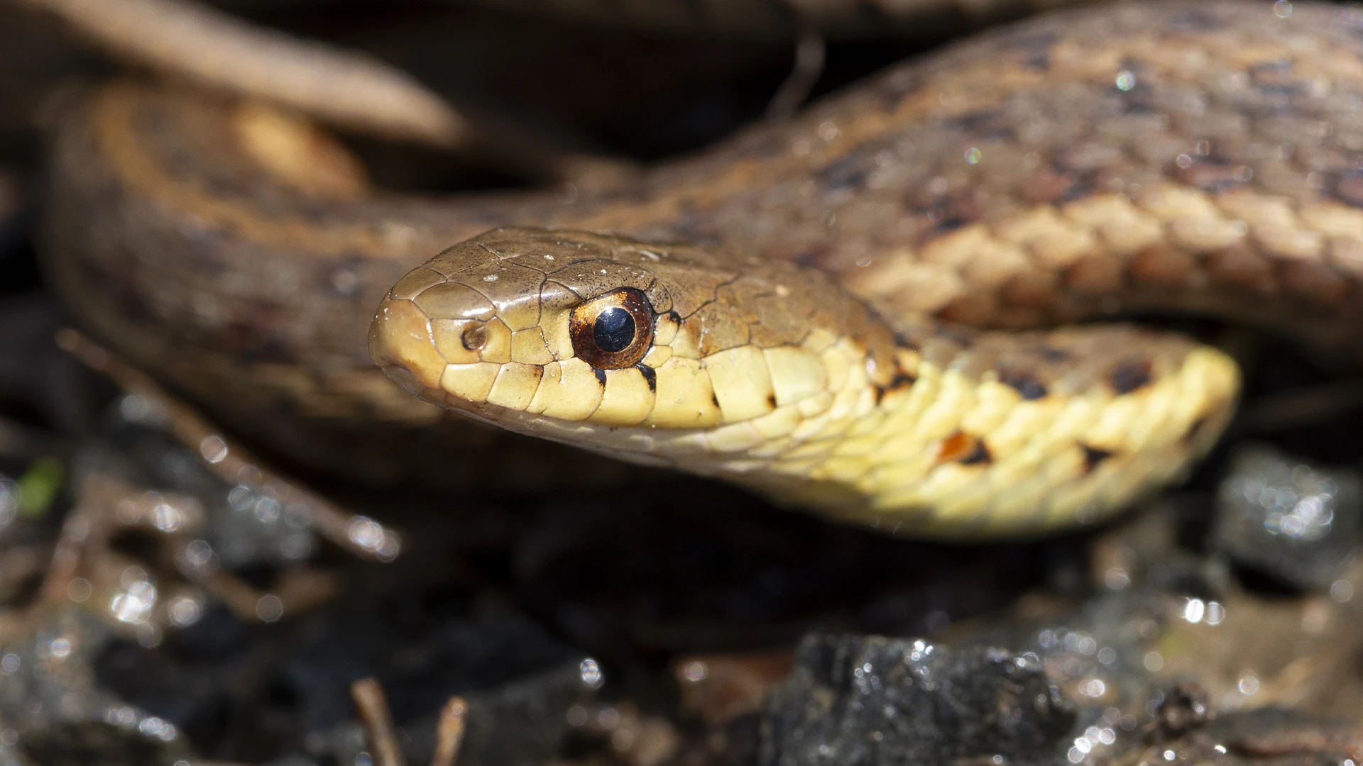 Eastern Garter Snake