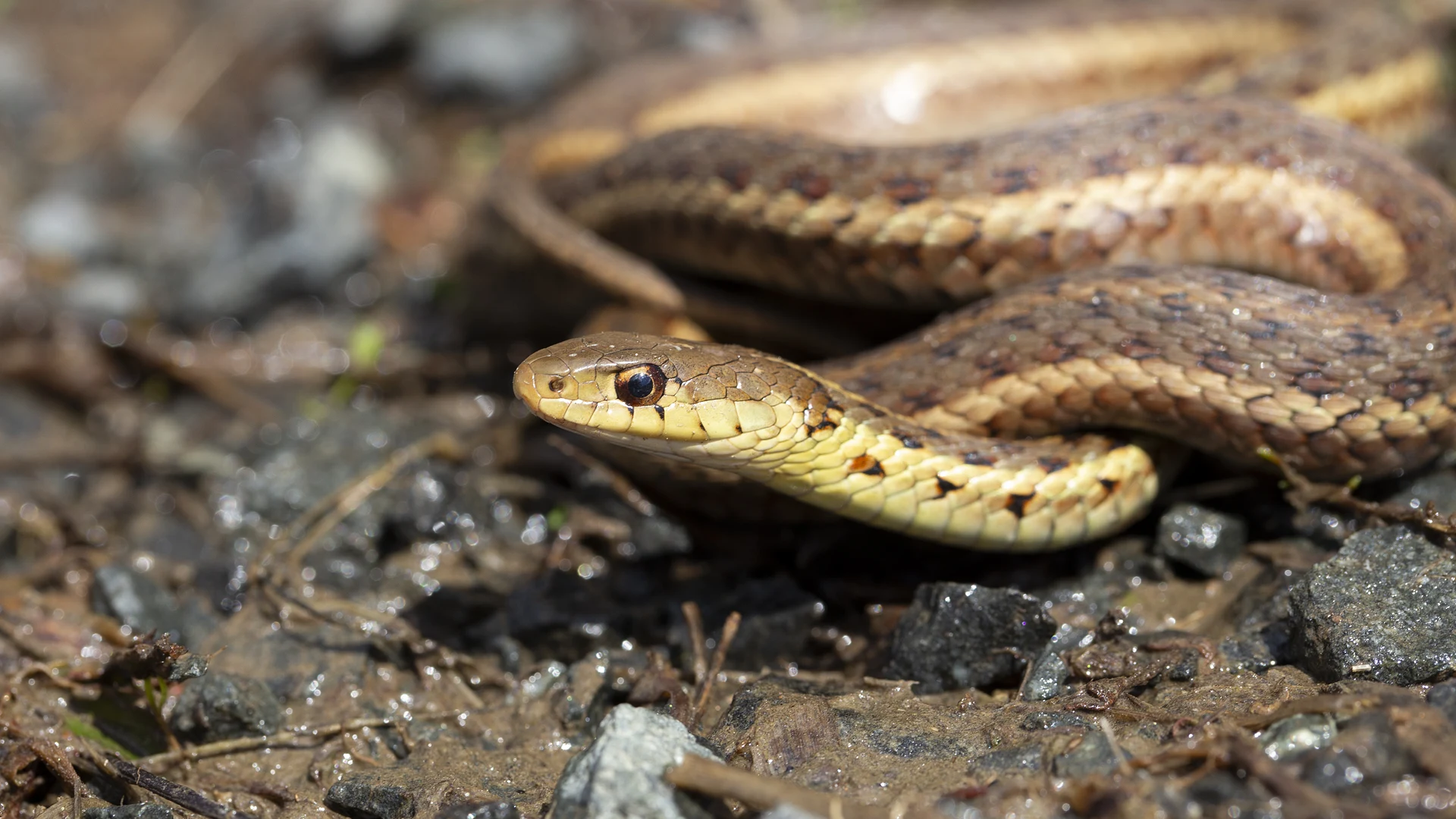 Eastern Garter Snake