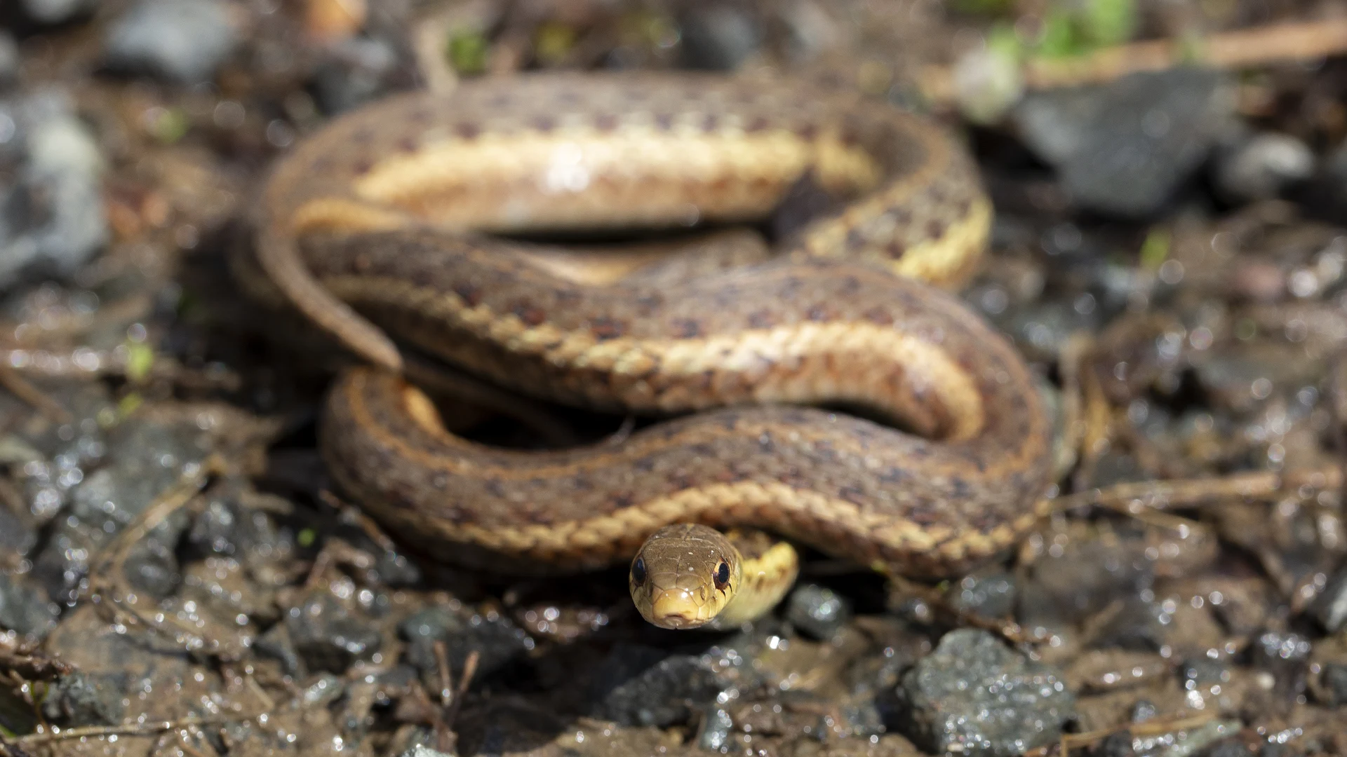 Eastern Garter Snake