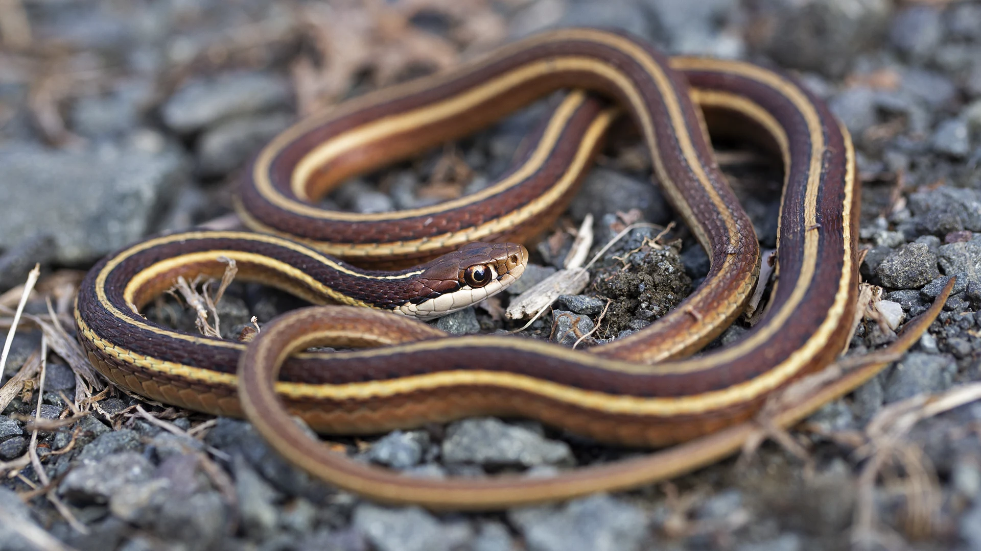 Eastern Ribbon Snake
