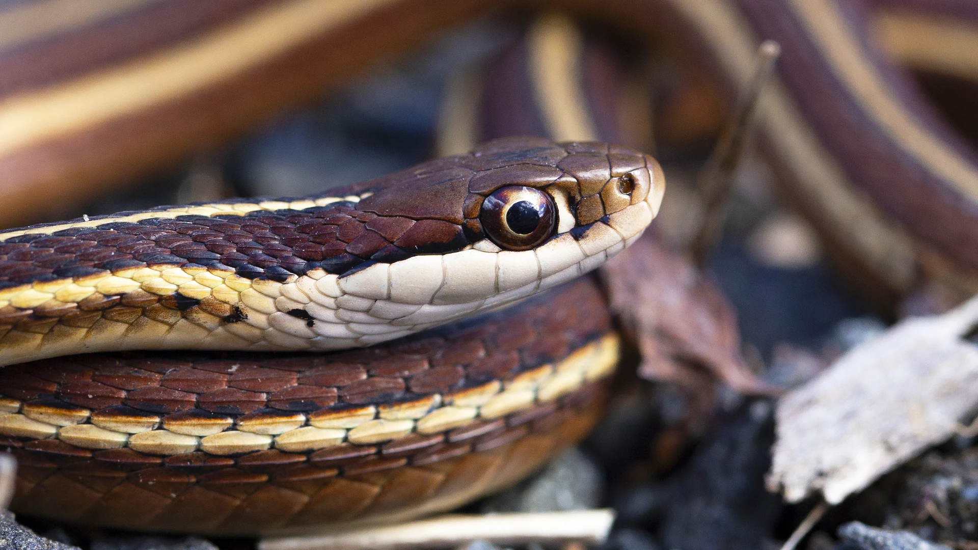 Eastern Ribbon Snake