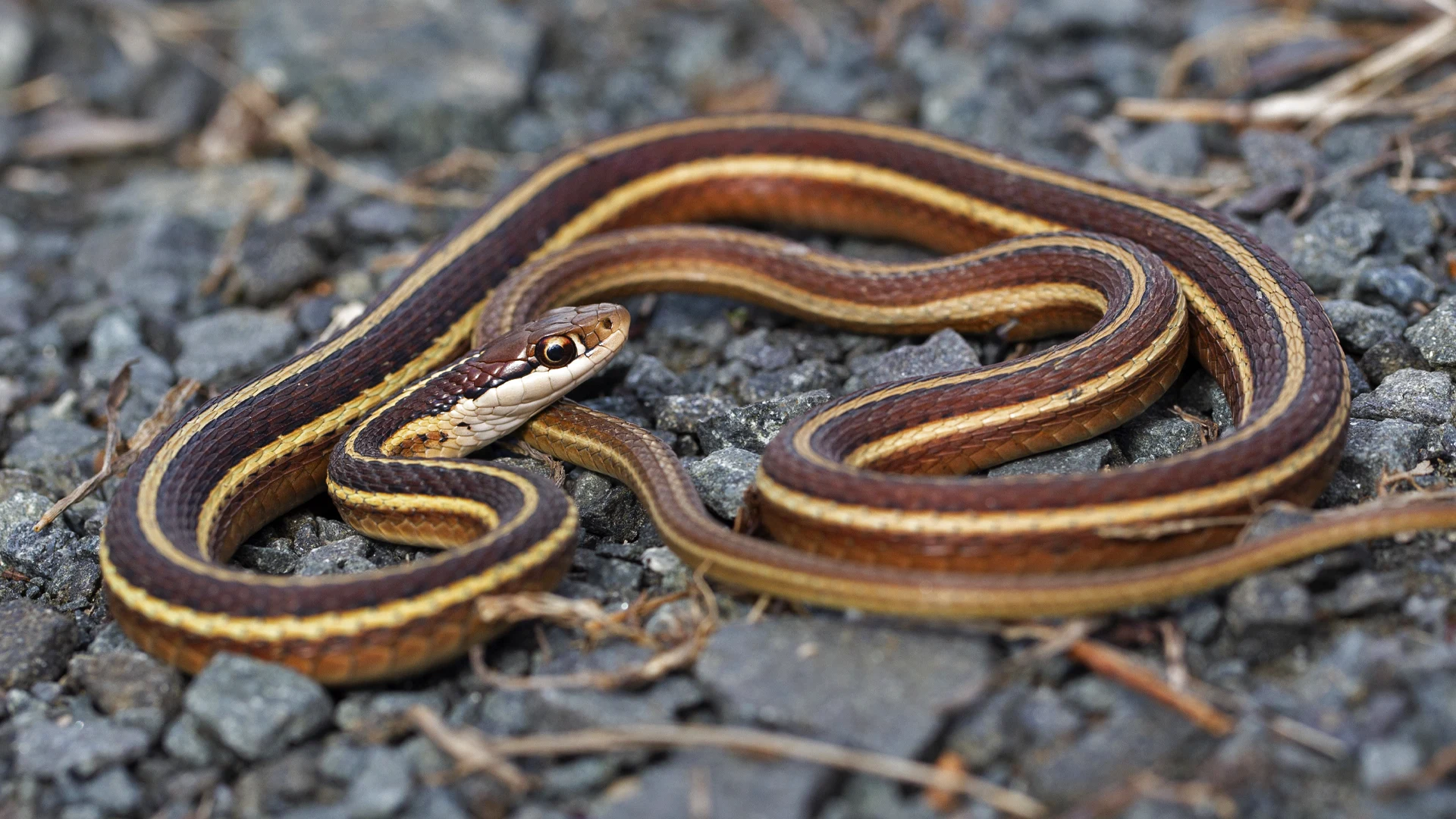 Eastern Ribbon Snake