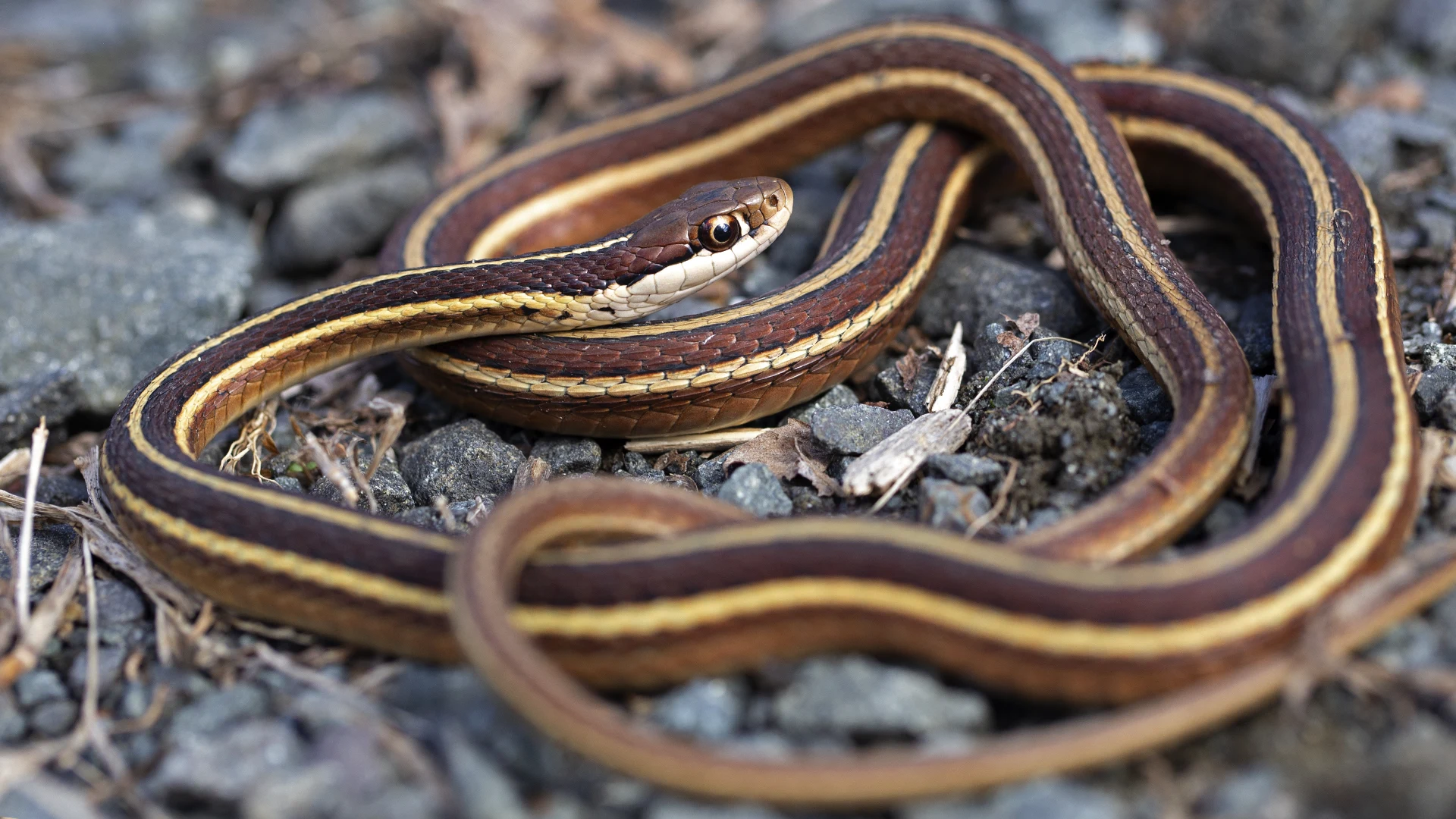 Eastern Ribbon Snake