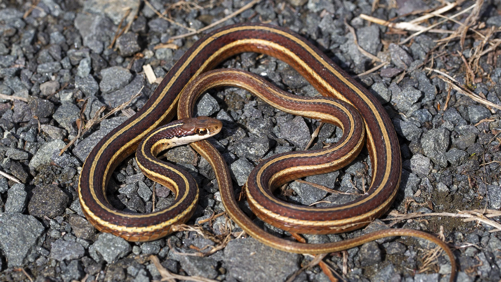 Eastern Ribbon Snake