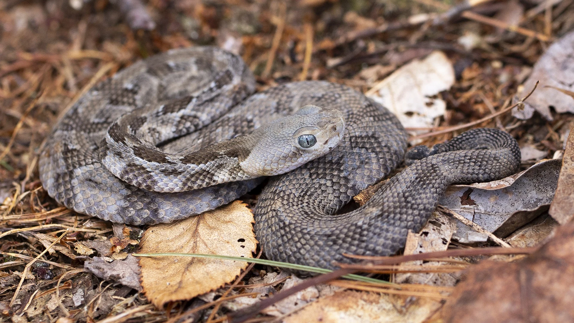 Timber Rattlesnake