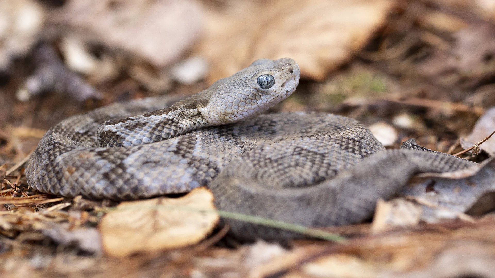 Timber Rattlesnake