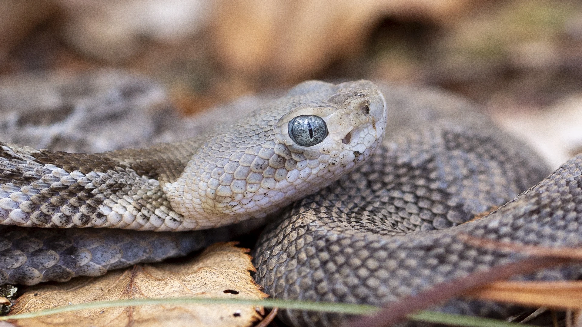 Timber Rattlesnake