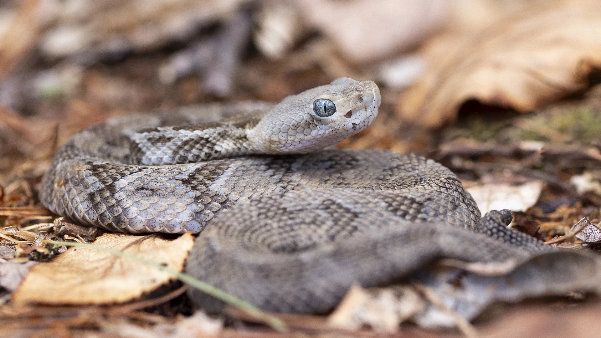 Timber Rattlesnake