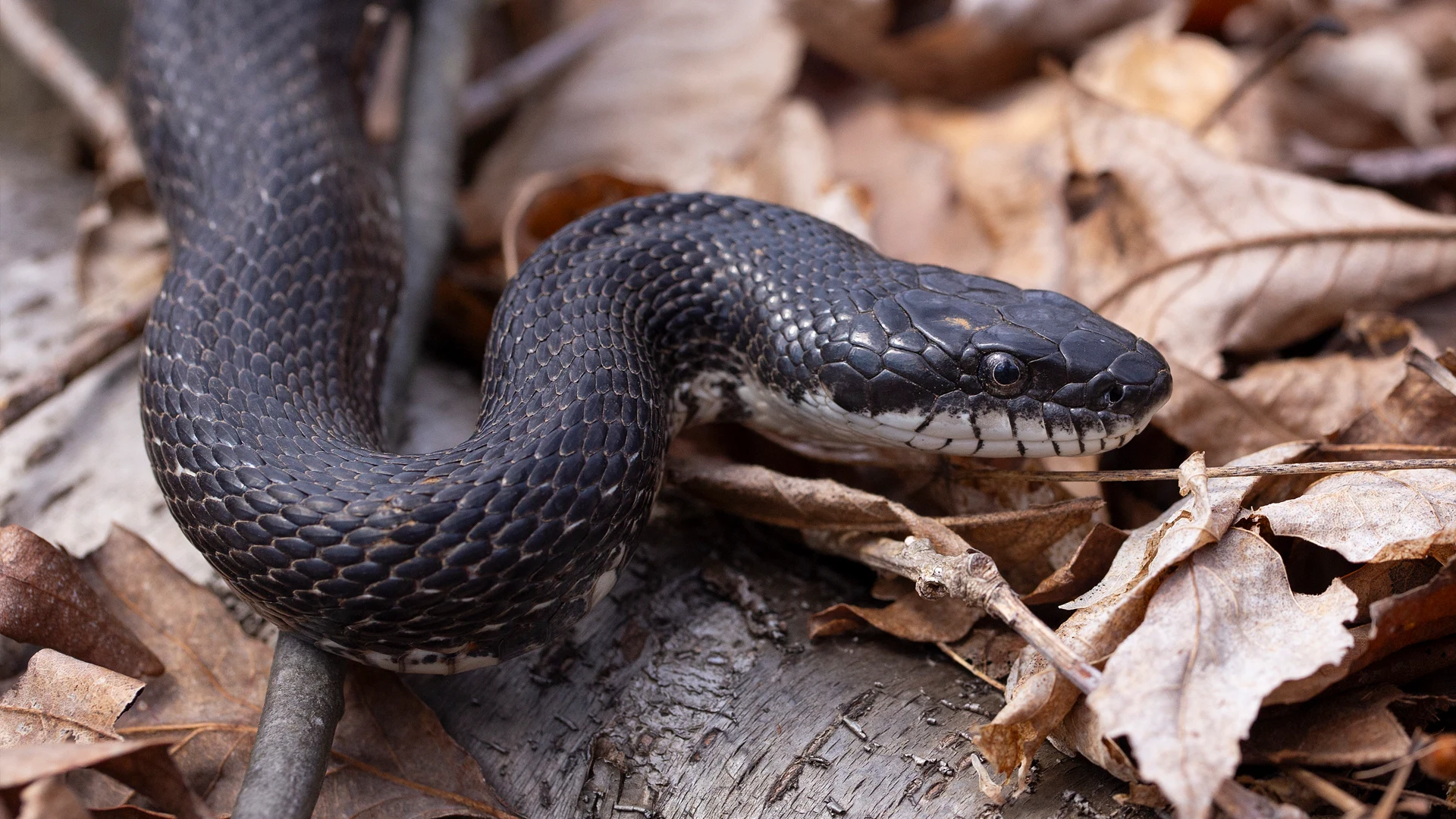 Eastern Rat Snake