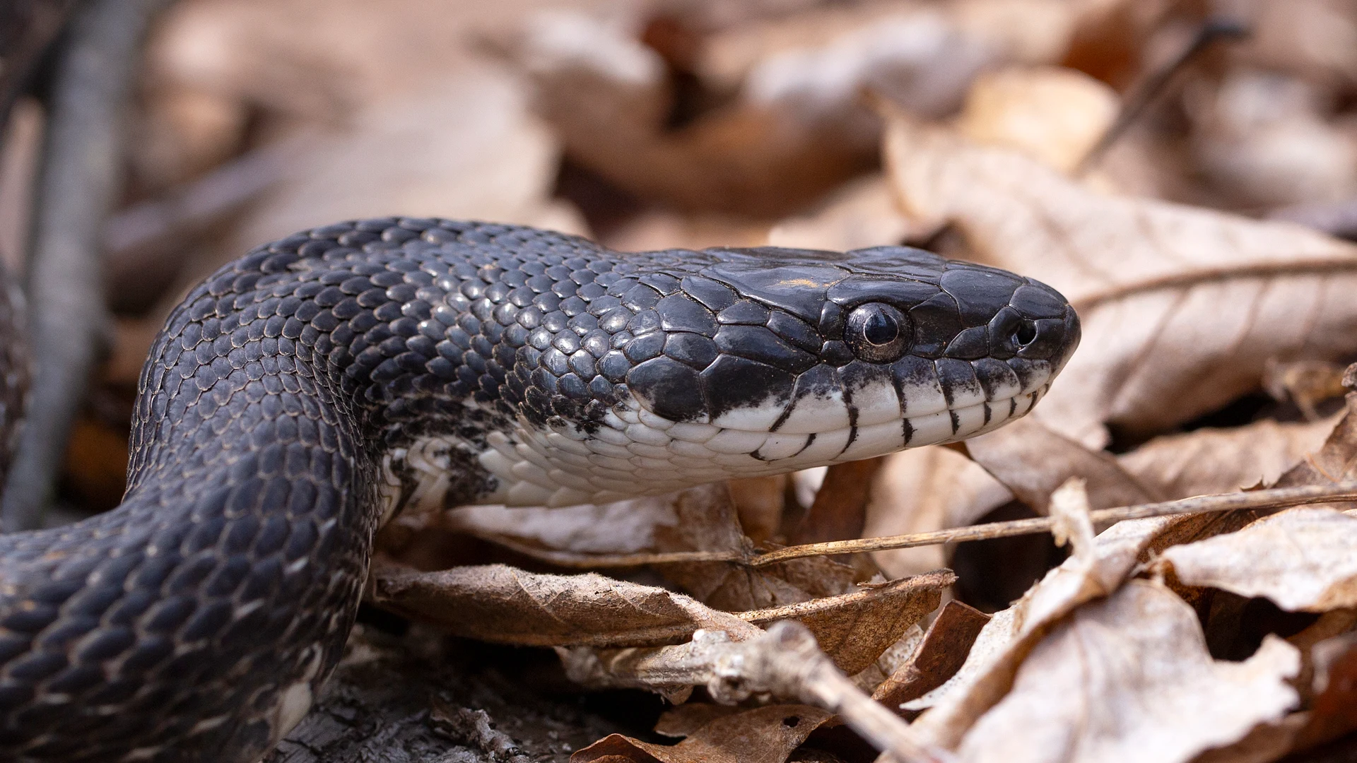 Eastern Rat Snake