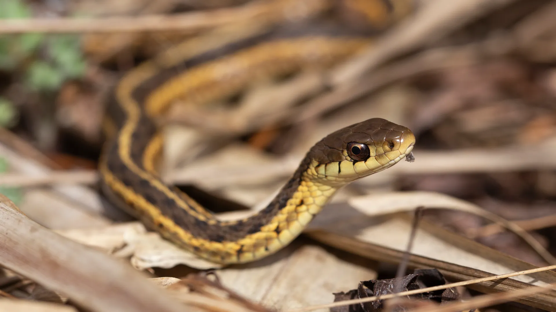 Eastern Garter Snake