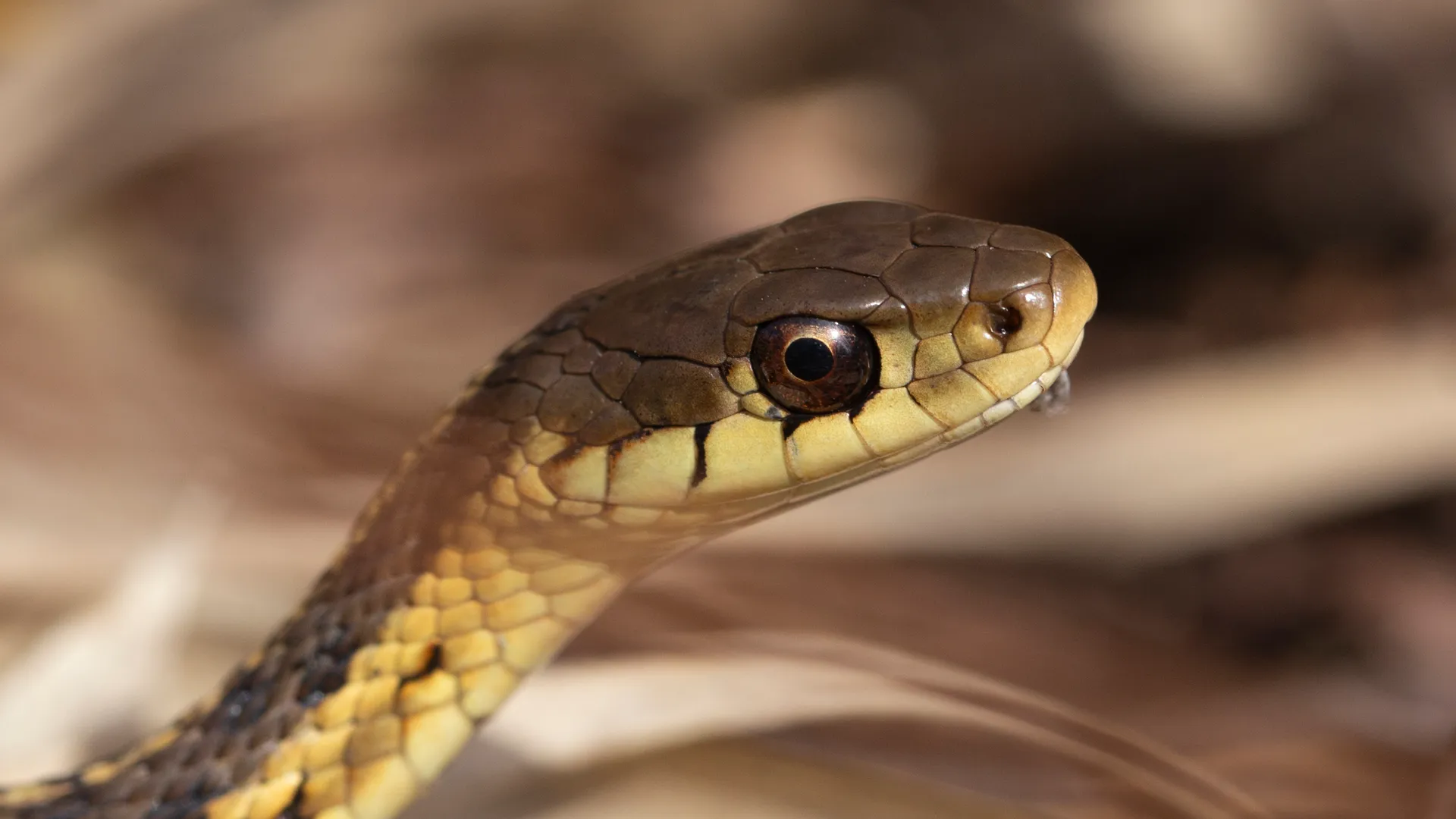 Eastern Garter Snake