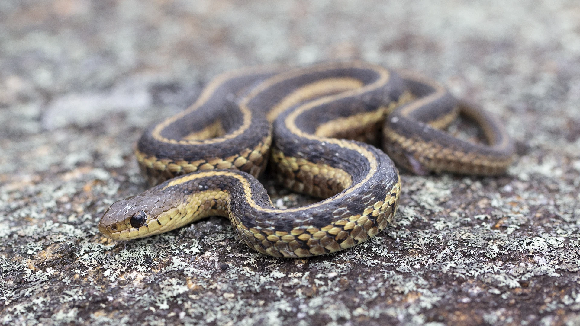 Eastern Garter Snake