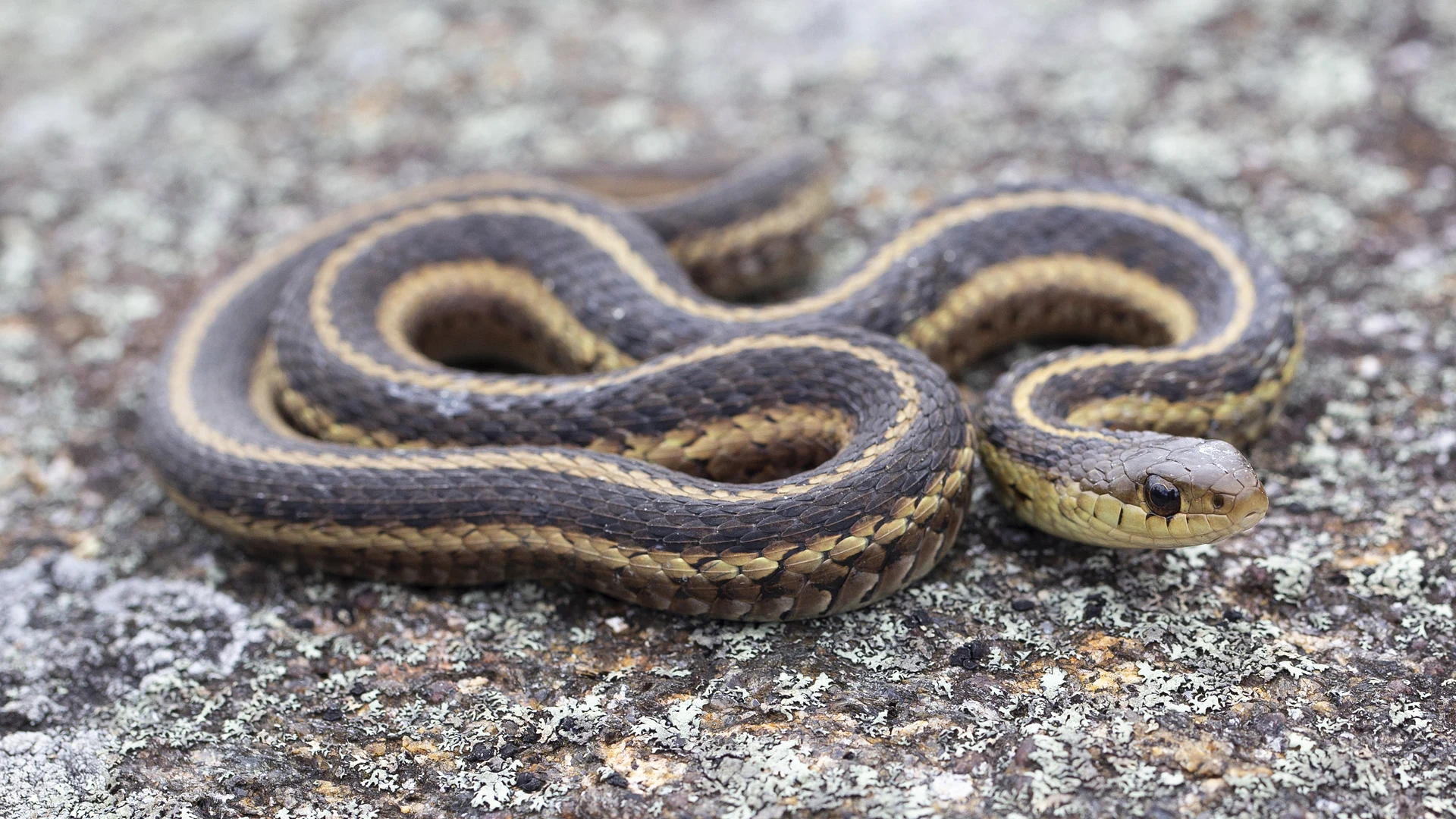 Eastern Garter Snake