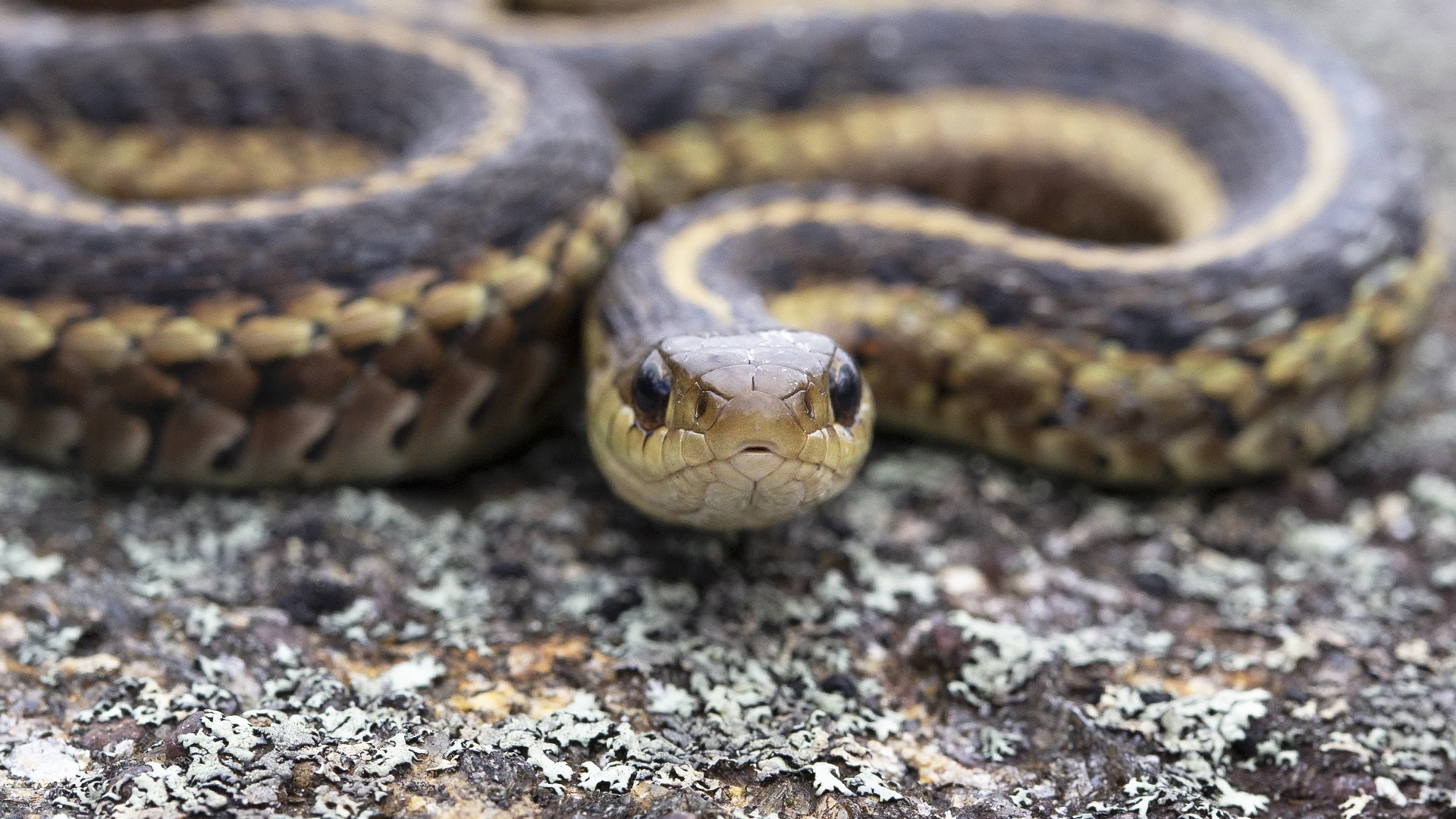 Eastern Garter Snake