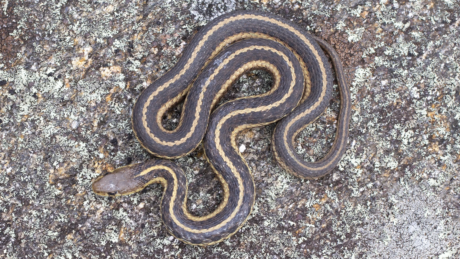 Eastern Garter Snake
