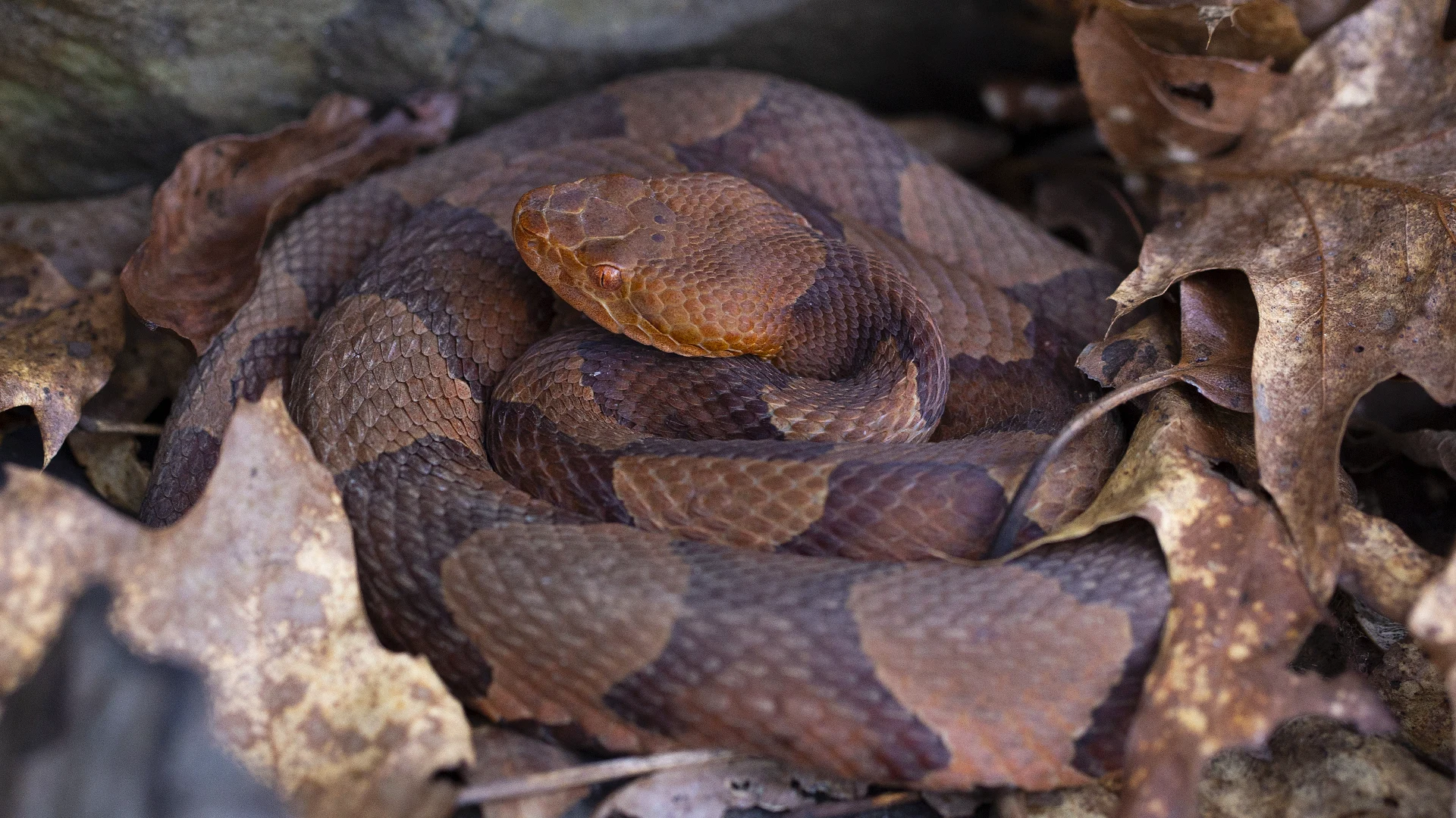Eastern Copperhead