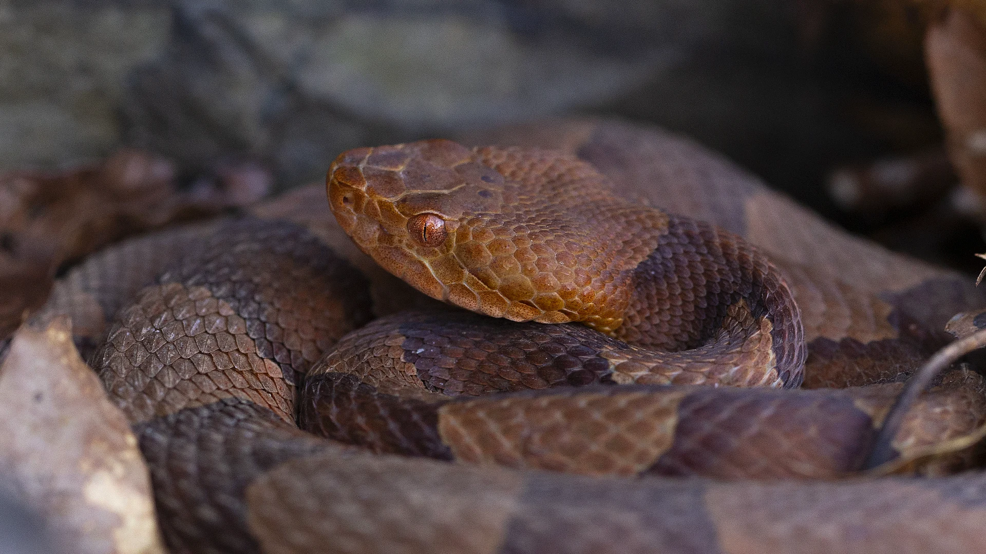 Eastern Copperhead
