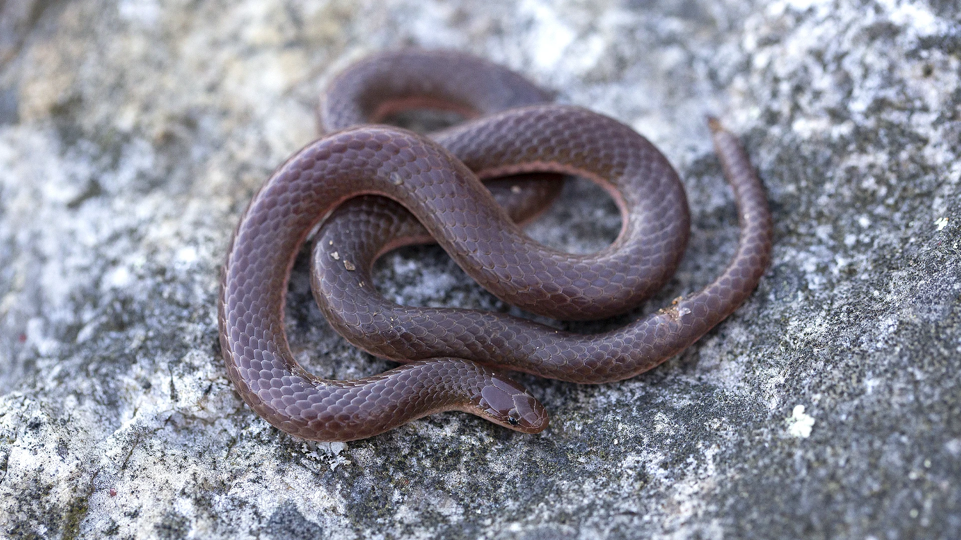 Eastern Worm Snake